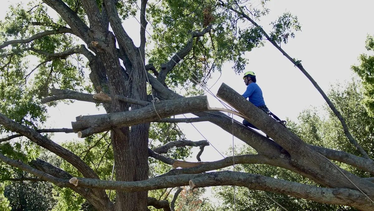 Professional Hazardous Tree Removal performed by certified arborists in Lacon