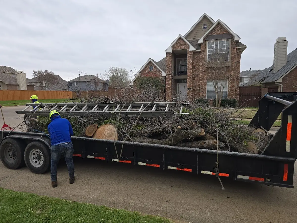 Expert Tree Pest Control with proper safety equipment in Lacon